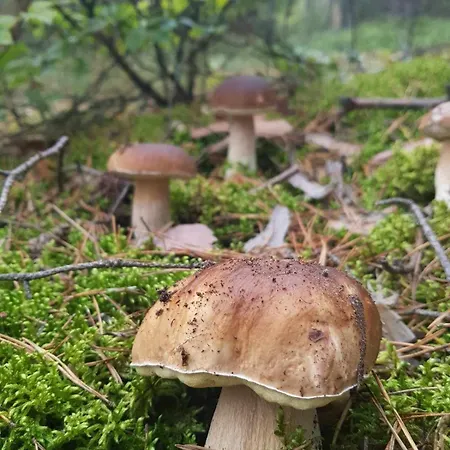 Bialy Dla 6 Osob Oraz Sternika Dla 4 Osob - Jezioro, Las, Wiejski Klimat Miedzychod