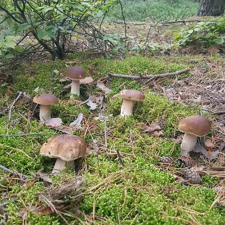 Bialy Dla 8 Osob Oraz Sternika Dla 4 Osob - Jezioro, Las, Wiejski Klimat