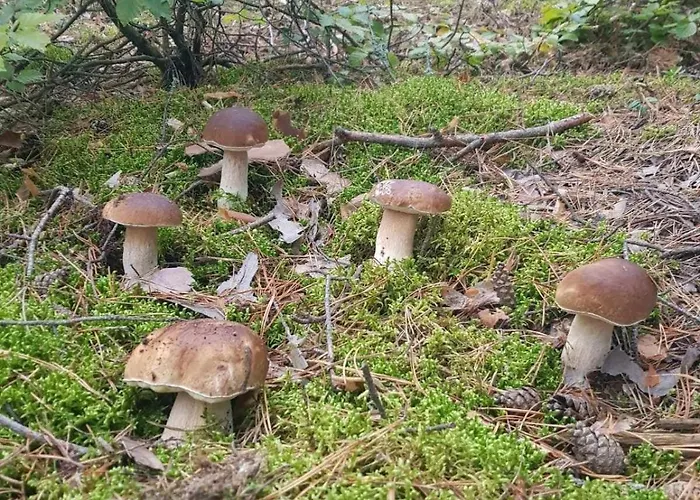 Bialy Dla 6 Osob Oraz Sternika Dla 4 Osob - Jezioro, Las, Wiejski Klimat